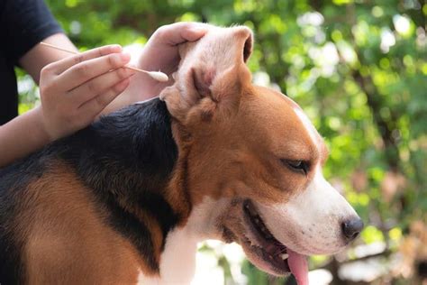 How to Keep Your Beagles Ears Healthy and Infection-Free