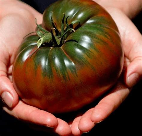 Black Krim Tomato Seeds - Chai Family Foundation