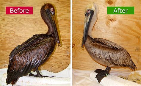 Gulf-Oiled-Pelican-Before-After-Cleaning | Before and After … | Flickr