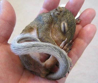 Baby Squirrel Care