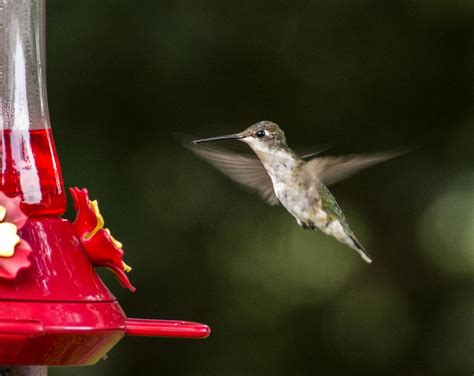 Hummingbird Feeding | Smithsonian Photo Contest | Smithsonian Magazine