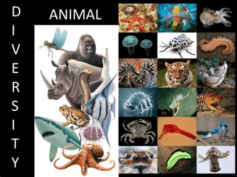 Animal Diversity