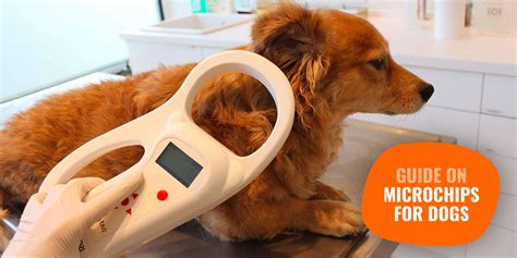 Chip Implants In Pets For Identification - Pets Retro