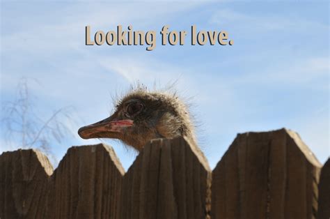 Funny Looking For Love Image Free Stock Photo - Public Domain Pictures