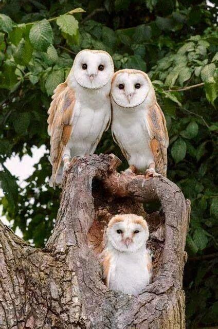 Barn Owl Family! #PersonalLeadership #Women (Not FB'd) Nature Animals ...