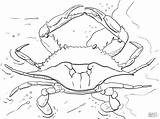 Crab Coloring Pages  ColoringBay sketch template