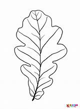 Oak Leaf Coloring Page  Free Printable Pages sketch template