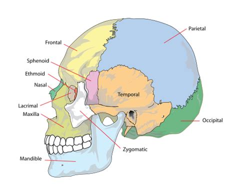 Do The Bones Of The Head Move? - Osteopathy New York, P.C.Osteopathy New York, P.C.