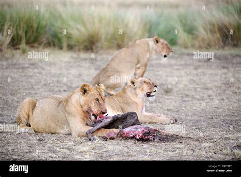 Lion Eating Prey High Resolution Stock Photography and Images - Alamy