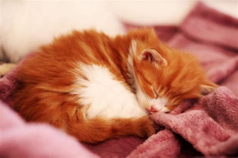 Premium Photo | A cute little sleeping siberian cat kitten