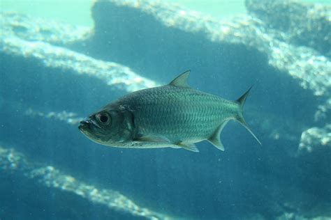 Shiny Fish In Aquarium Free Stock Photo - Public Domain Pictures