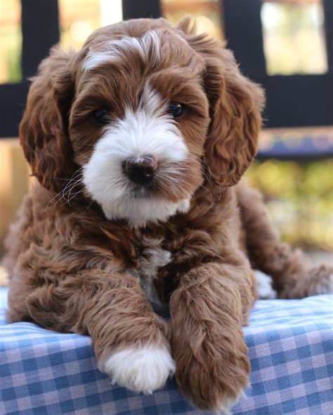 Droll Cutest Labradoodle Puppies - l2sanpiero