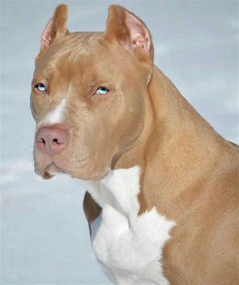 5+ Astounding Pit Bull Terrier Is It The Right Dog Breed For You Ideas | Beautiful dogs, Pitbull ...