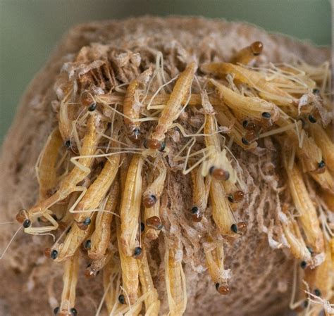 Praying Mantis Egg Sack Images - Mindosofa