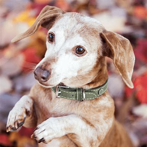 DGP's October Dog of the Month: Casey - DGP For Pets