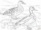 Male And Female Mallard Ducks coloring page  Free Printable Coloring Pages sketch template