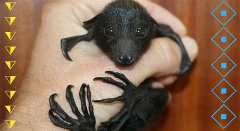 Cuddly, Creepy Creatures That Make Cool Companions - Freak 4 My Pet - Freak4MyPet | Baby bats ...