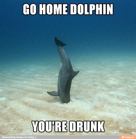 Pin by Donavyn Ramos on LOLZ for all | Bottlenose dolphin, Dolphin photos, Dolphins