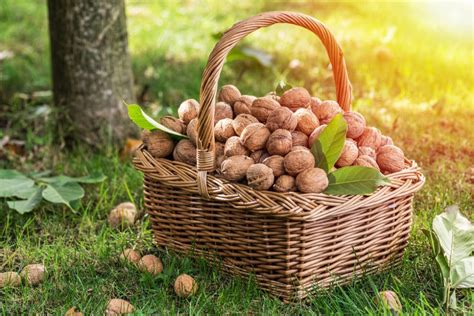 How Do Walnuts Grow? » All the Facts & Tips