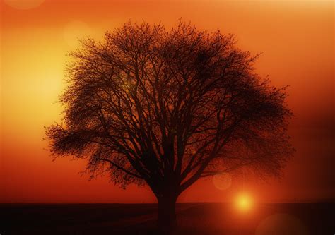 Earth Orange Road Silhouette Sun Sunset Tree Wallpaper,HD Nature Wallpapers,4k Wallpapers,Images ...