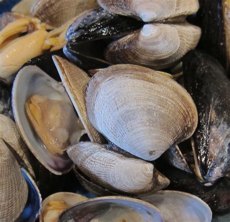 Clams and mussels alive alive o | Jay Cross | Flickr