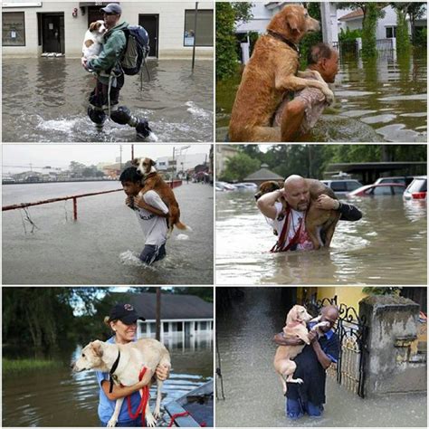 15+ Heartwarming Moments Of People Saving Animals During Devastating Floods - Goodfullness