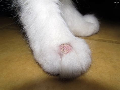 Ringworm in Cats