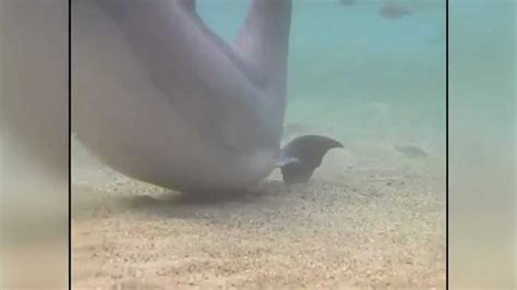 Baby dolphin birth caught on video at Hawaii resort - BIVN Short ...