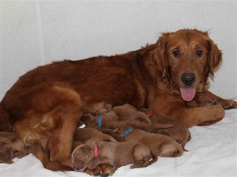 Dark Red Golden Retriever For Sale