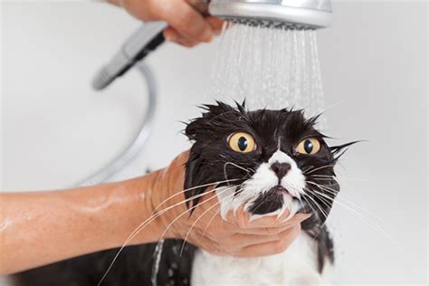 How to Give a Cat a Bath and Survive! - Catster