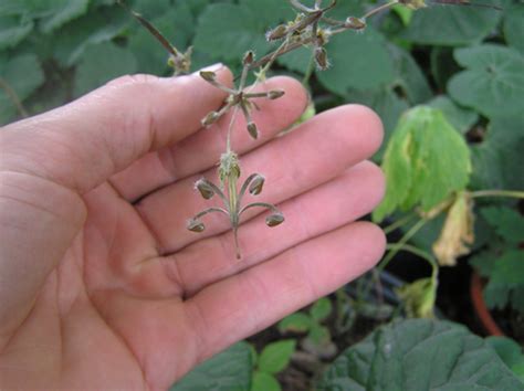 Wild Geranium Seeds