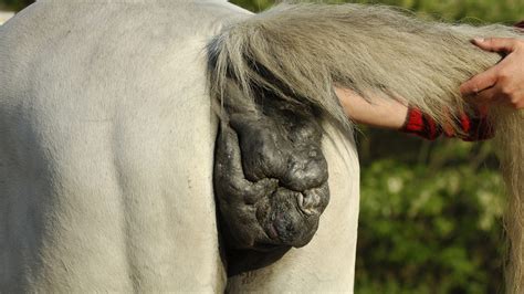 Ringworm in horses: signs, treatment and prevention | Horse & Hound