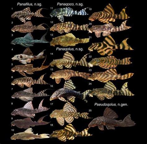 Species New to Science: [Ichthyology • 2017] Multilocus Molecular Phylogeny of the Ornamental ...