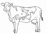 Cattle Coloring Pages  ColoringBay sketch template