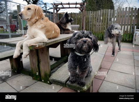 The Many Tears Animal Rescue centre near Llanelli, S. Wales UK Stock ...