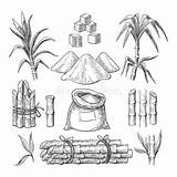 Sugar Cane Plant Drawing Stock Illustrations – 305  sketch template