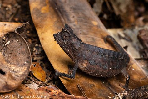 Brown Leaf Chameleon | Seen in the wild, Madagascar. A very … | Flickr