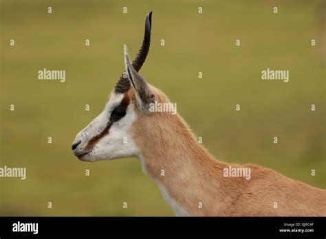 Springbuck Antelope Portrait Stock Photo - Alamy