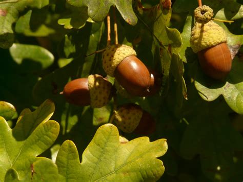 Bildet : tre, natur, gren, anlegg, frukt, sollys, blad, blomst, mat ...