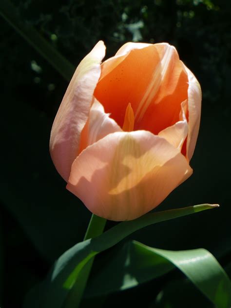 Light orange tulip in the garden free image download