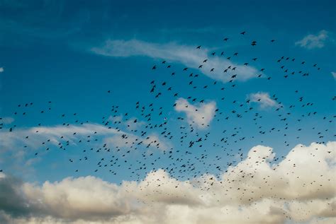 Free Images : nature, cloud, sky, morning, wave, flower, flock, blue, bird migration, computer ...