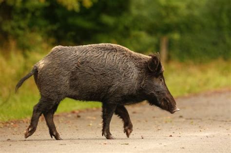 Wild Boar Facts | Anatomy, Diet, Habitat, Behavior - Animals Time