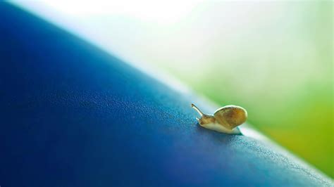 Brown Snail · Free Stock Photo