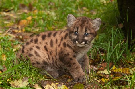 Oregon Zoo's new cougar cub to make her debut | OregonLive.com