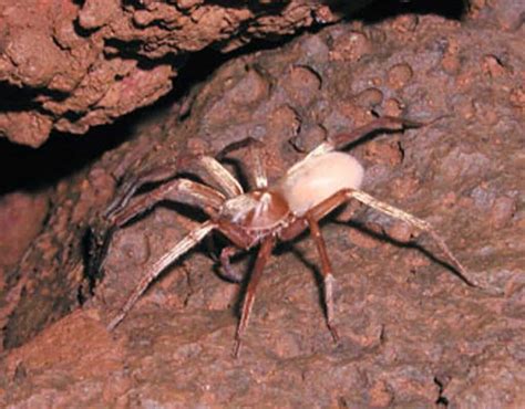 5 Extinct Types of Spiders - And 3 Critically Endangered Spiders that Need Help Today - A-Z Animals