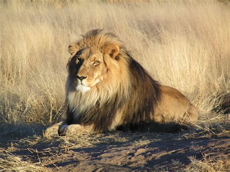 Fichier:Lion waiting in Namibia.jpg — Wikipédia