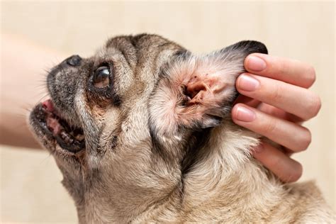 Otite canina ou sarna otodécica? Aprenda a diferenciar!