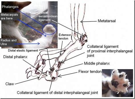 cat paw diagram and text #catsclaw | Cat paw anatomy, Cat paws, Cat paw ...