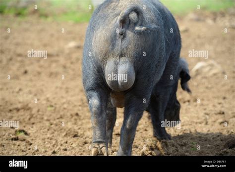 View showing the rear end of a male pig (boars) showing testicles Stock Photo: 56873321 - Alamy