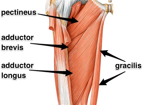 Adductor (Groin) Tear - Rehab On The Road